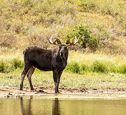 view of a moose at the river